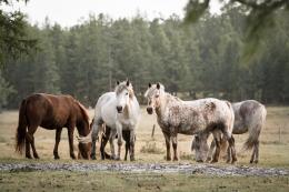 Horses, Mongolia