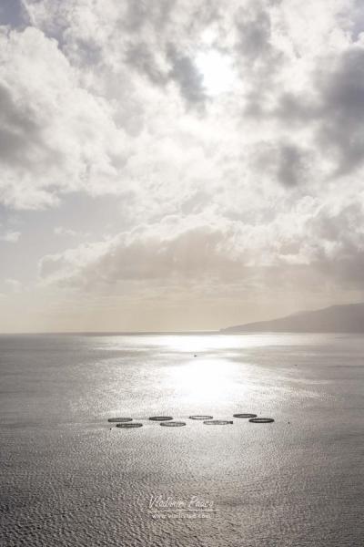 Fish farming, Madeira